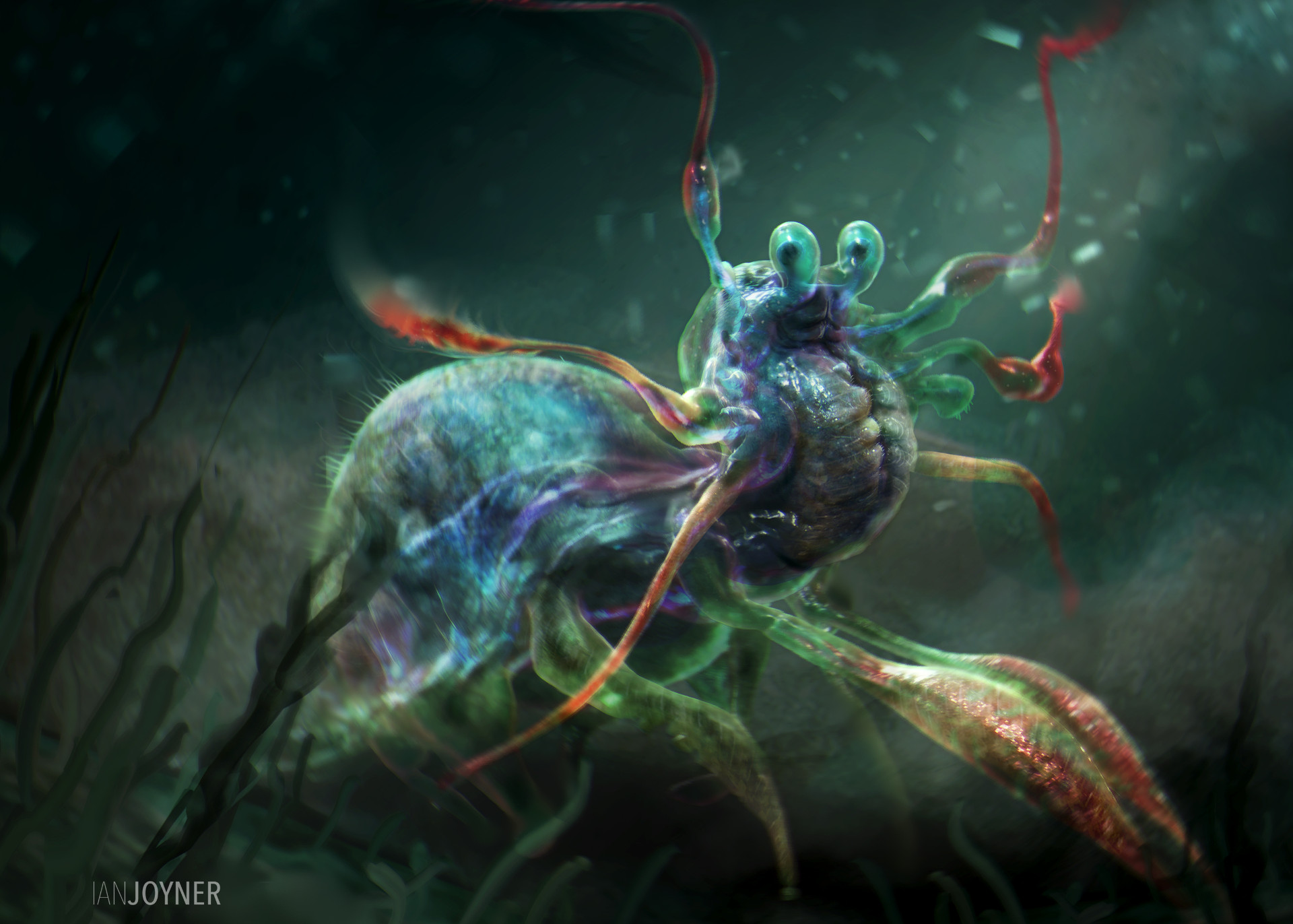 Jelly Shrimp by Ian Joyner.